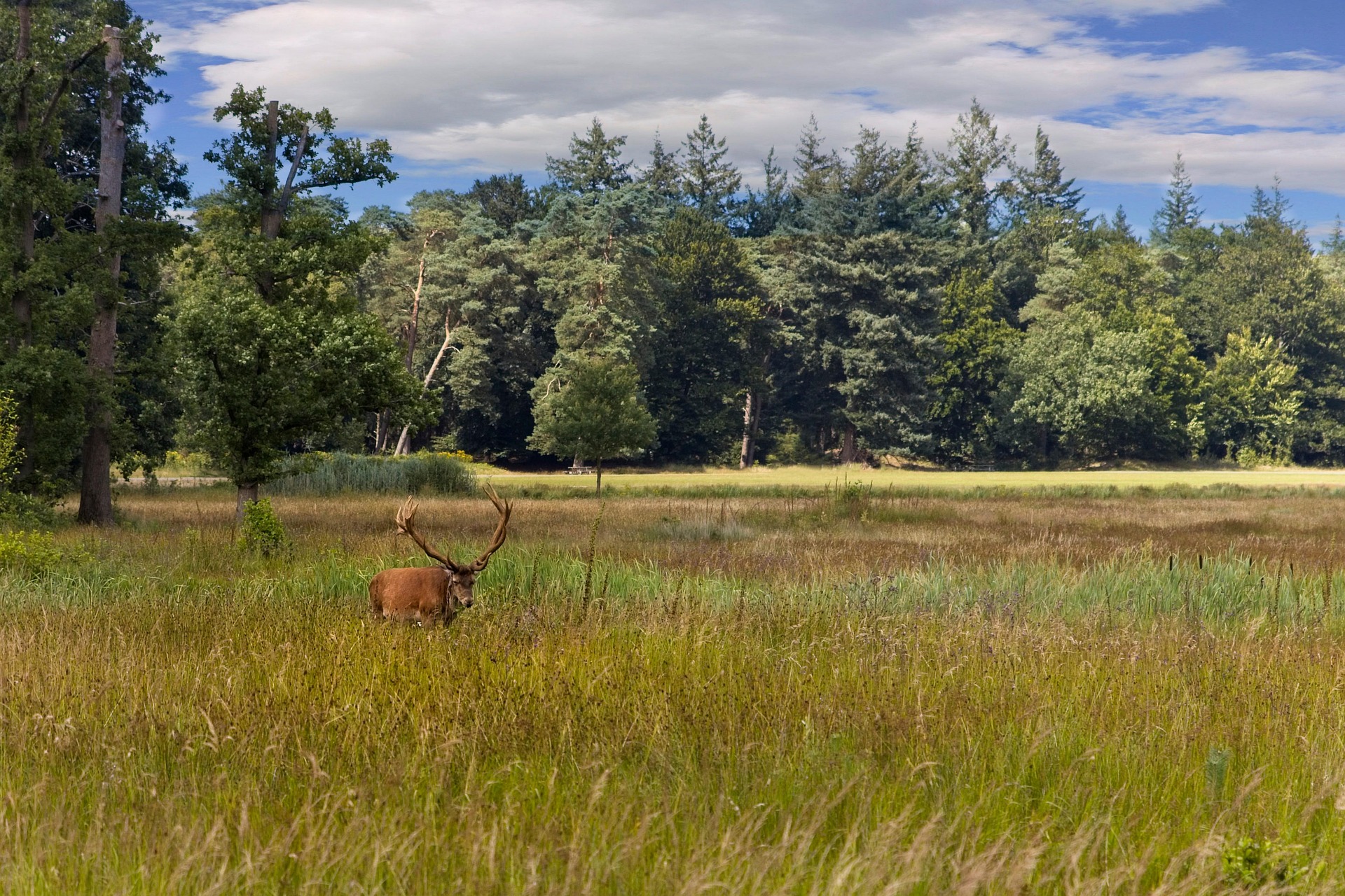 Nationaal Park De Hoge Veluwe