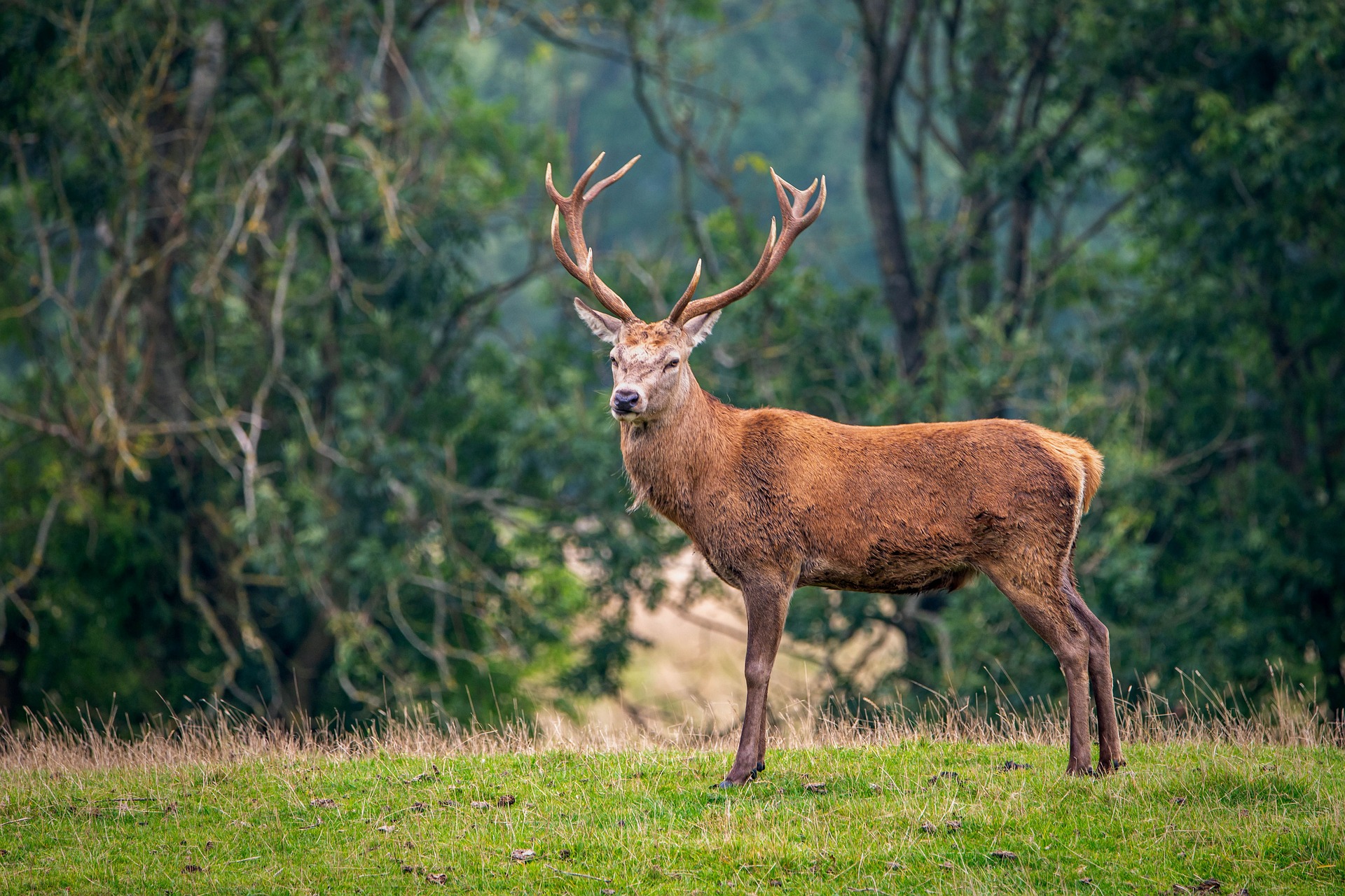 Apeldoorn/Veluwe