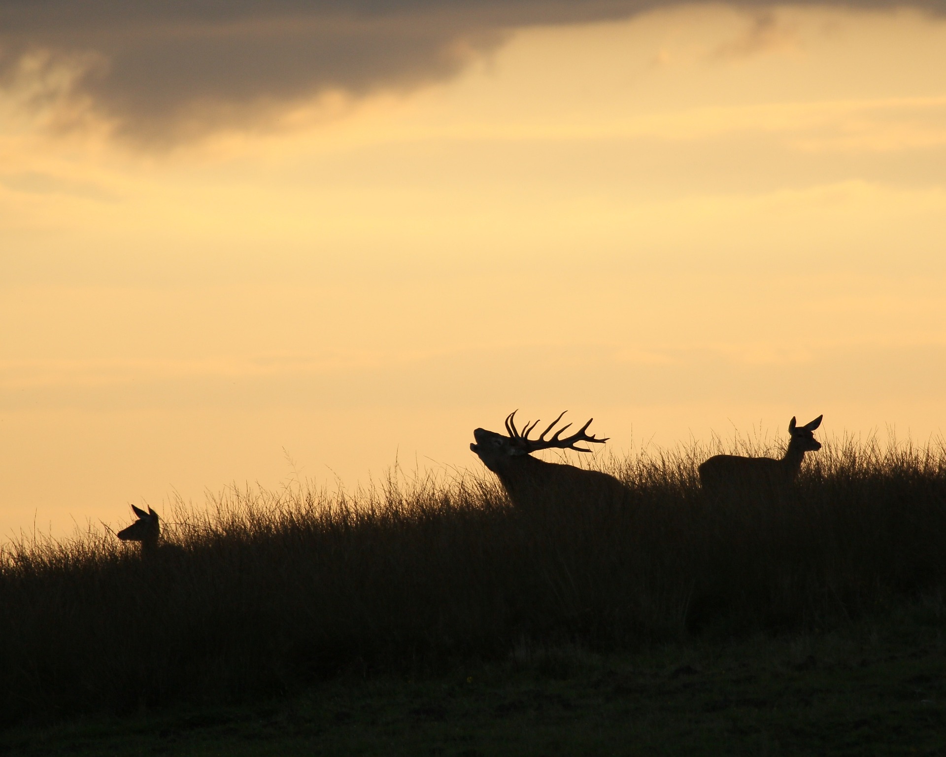 Apeldoorn/Veluwe